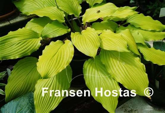 Hosta Maya Infatuation